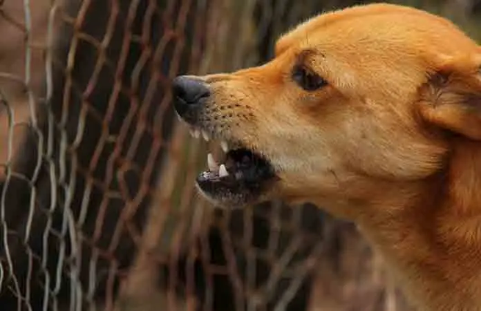 Chile erradica la rabia transmitida por perros