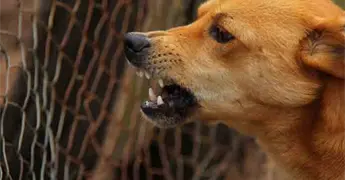 Chile erradica la rabia transmitida por perros
