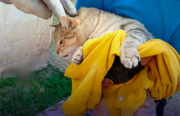 Bomberos rescatan a gato atorado en barda