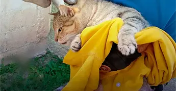 Bomberos rescatan a gato atorado en barda 