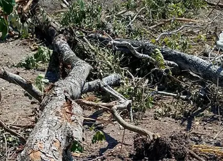 Denuncian tala de &aacute;rboles atr&aacute;s del Hospital Gral.