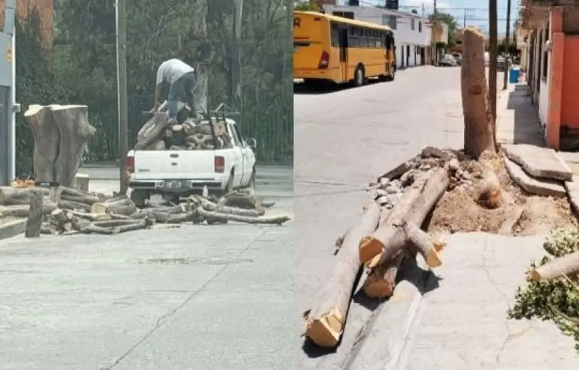 Denuncian tala de árboles en distintas zonas de la capital
