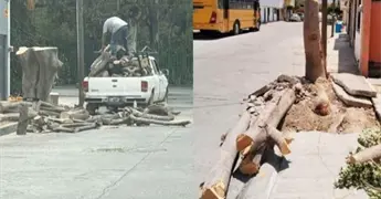 Denuncian tala de &aacute;rboles en distintas zonas de la capital