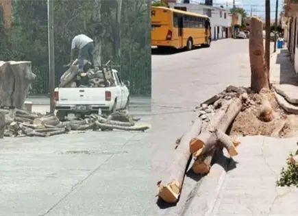 Denuncian tala de árboles en distintas zonas de la capital Denuncian tala de árboles en distintas zonas de la capital