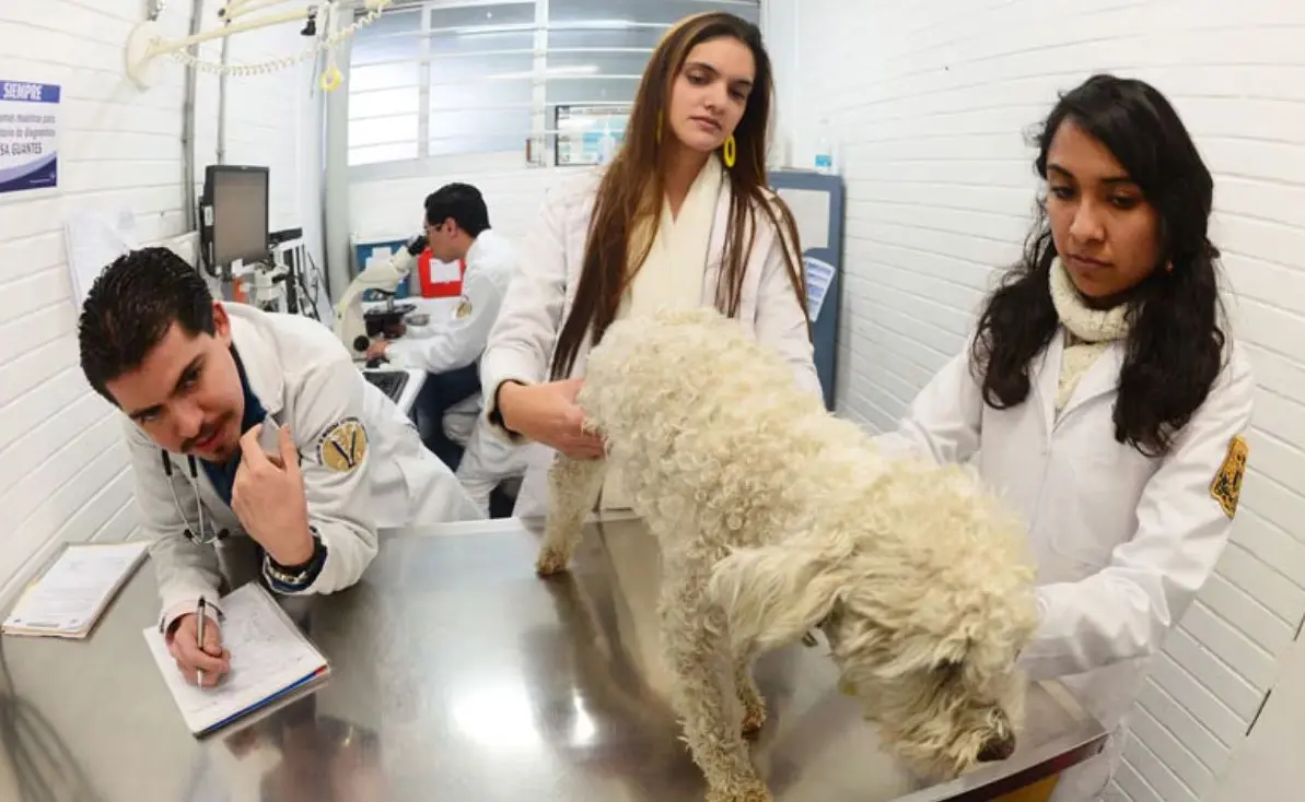 UNAM, entre las 50 mejores del mundo en Ciencias Veterinarias