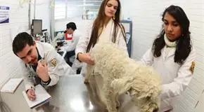 UNAM, entre las 50 mejores del mundo en Ciencias Veterinarias