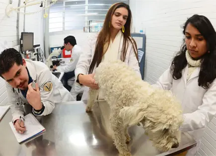 UNAM, entre las 50 mejores del mundo en Ciencias Veterinarias