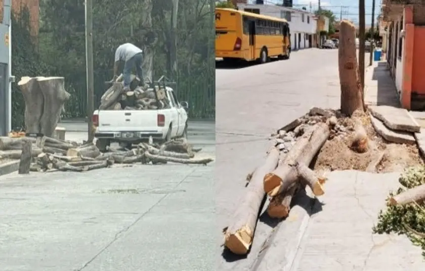 Van por dueños de inmuebles por tala de árboles (video)