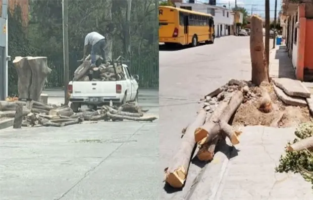 Van por due&ntilde;os de inmuebles por tala de &aacute;rboles (video)