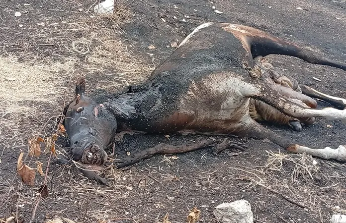 Muere caballo en casa; cadáver, insalubre