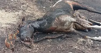 Muere caballo en casa; cad&aacute;ver, insalubre