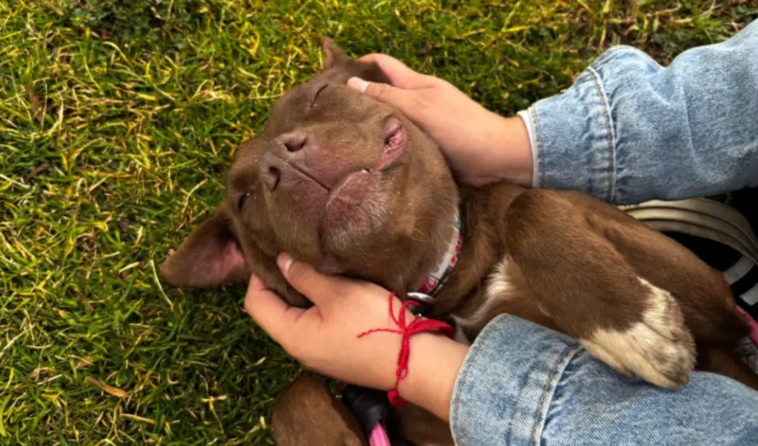 Una patita de ayuda ofrece adopciones y vacunas gratuitas en CDMX