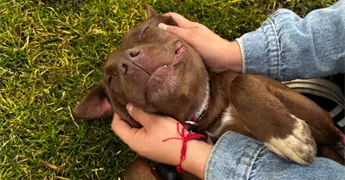 Una patita de ayuda ofrece adopciones y vacunas gratuitas en CDMX