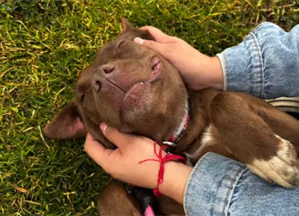 Una patita de ayuda ofrece adopciones y vacunas gratuitas en CDMX Una patita de ayuda ofrece adopciones y vacunas gratuitas en CDMX