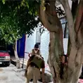 Árbol a punto colapso, un peligro Árbol a punto colapso, un peligro