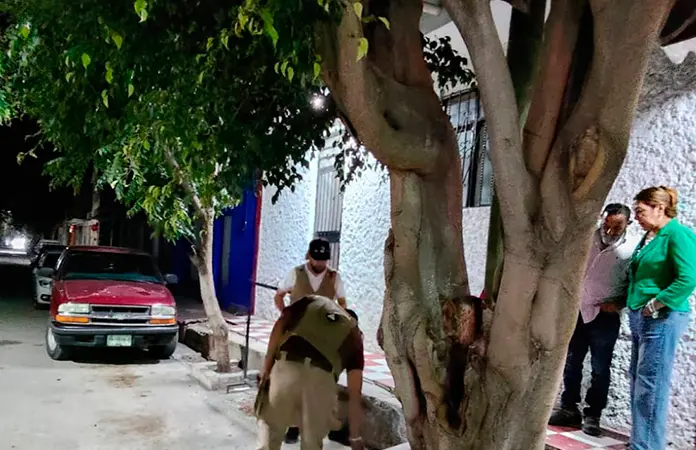 Árbol a punto colapso, un peligro