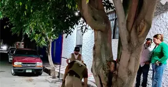 &Aacute;rbol a punto colapso, un peligro
