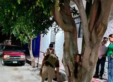 &Aacute;rbol a punto colapso, un peligro