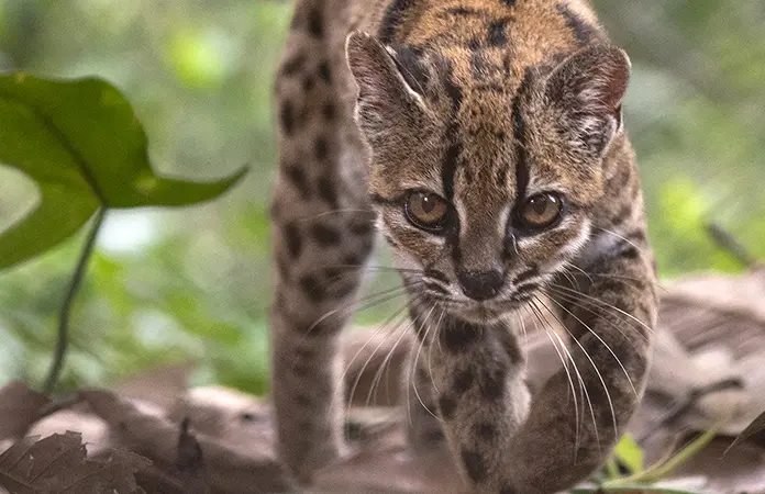 Descubren en Bolivia nueva especie de felino