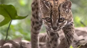 Descubren en Bolivia nueva especie de felino