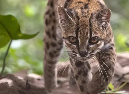 Descubren en Bolivia nueva especie de felino