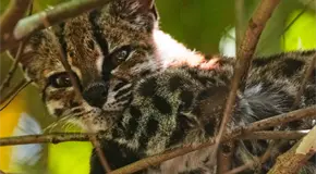 Descubren nueva especie felina Leopardus Tilcayo en Bolivia
