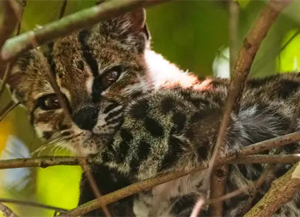 Descubren nueva especie felina Leopardus Tilcayo en Bolivia
