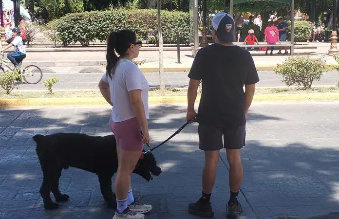 En un divorcio ¿con quién se irán las mascotas?
