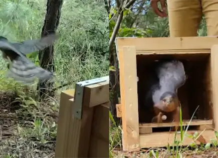 Liberan a gavil&aacute;n de Cooper en &aacute;rea natural protegida de Oaxaca