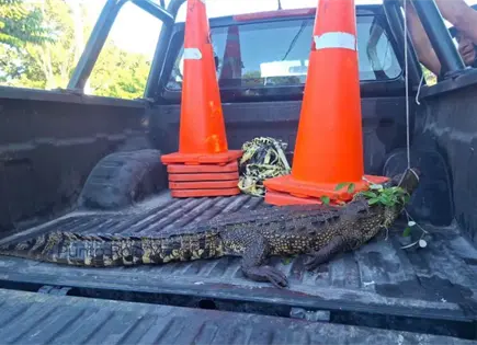 Lagarto de casi dos metros intenta atacar a hombre en Buctzotz