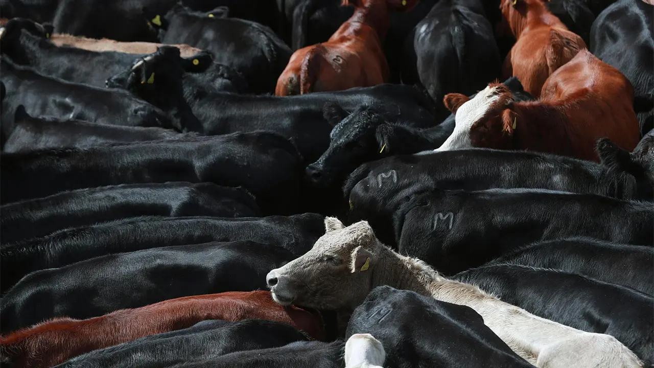 Tras 16 meses, Chihuahua vuelve a exportar ganado a EU