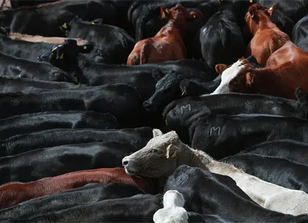 Tras 16 meses, Chihuahua vuelve a exportar ganado a EU