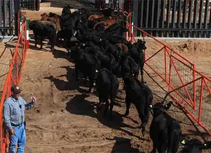 Chihuahua reanuda la exportación de ganado Chihuahua reanuda la exportación de ganado