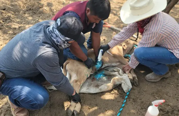 Mortandad de ganado por gusano barrenador