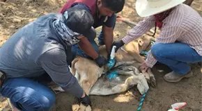 Mortandad de ganado por gusano barrenador