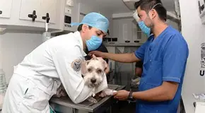 Piden médicos veterinarios más reconocimiento profesional