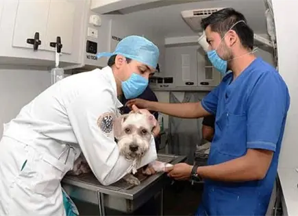 Piden médicos veterinarios más reconocimiento profesional Piden médicos veterinarios más reconocimiento profesional