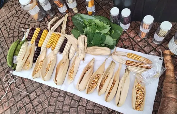 Realizan Festival del Maíz Sembrando Vida en Valles