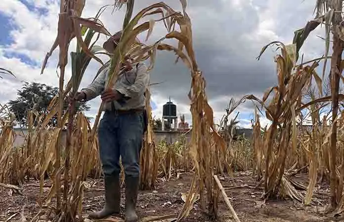 Chiapas, con larga sequía
