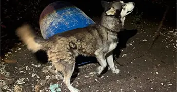Rescatan mascota; estaba amarrada a la intemperie 