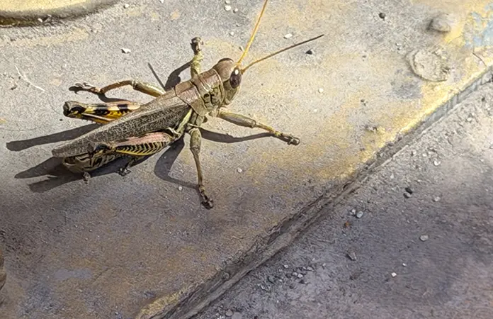 Plaga de langosta devora cultivos