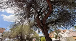 Servicios Municipales celebra protecci&oacute;n del arbolado
