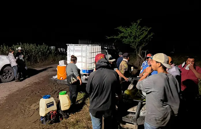 Plaga de langosta afecta cultivos