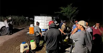 Plaga de langosta afecta cultivos