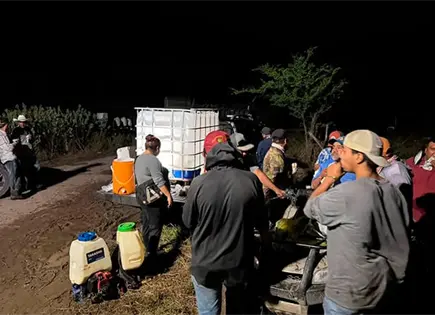 Plaga de langosta afecta cultivos Plaga de langosta afecta cultivos