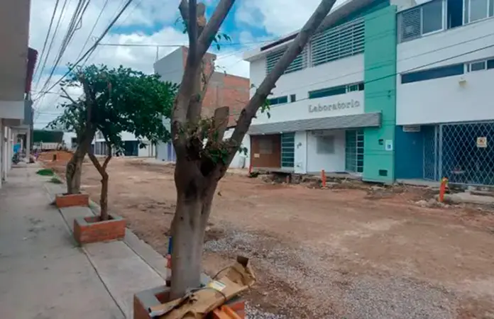 Protección de árboles tendría alcance estatal