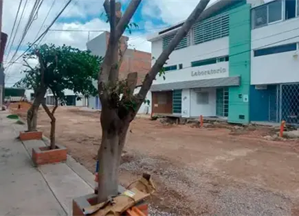 Protección de árboles tendría alcance estatal Protección de árboles tendría alcance estatal