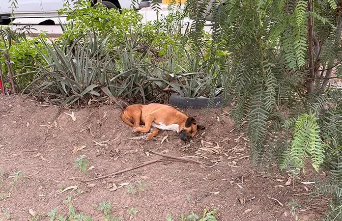 Estafador pedía rescate para mascotas: SSPC Estafador pedía rescate para mascotas: SSPC