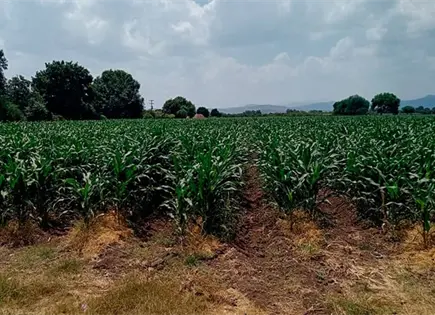 Las autoridades combatir&aacute;n plaga de langosta