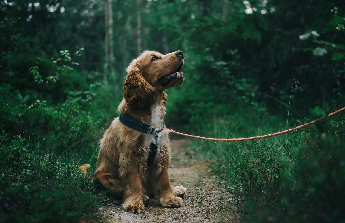 Propone el PVEM permiso laboral por muerte de mascotas